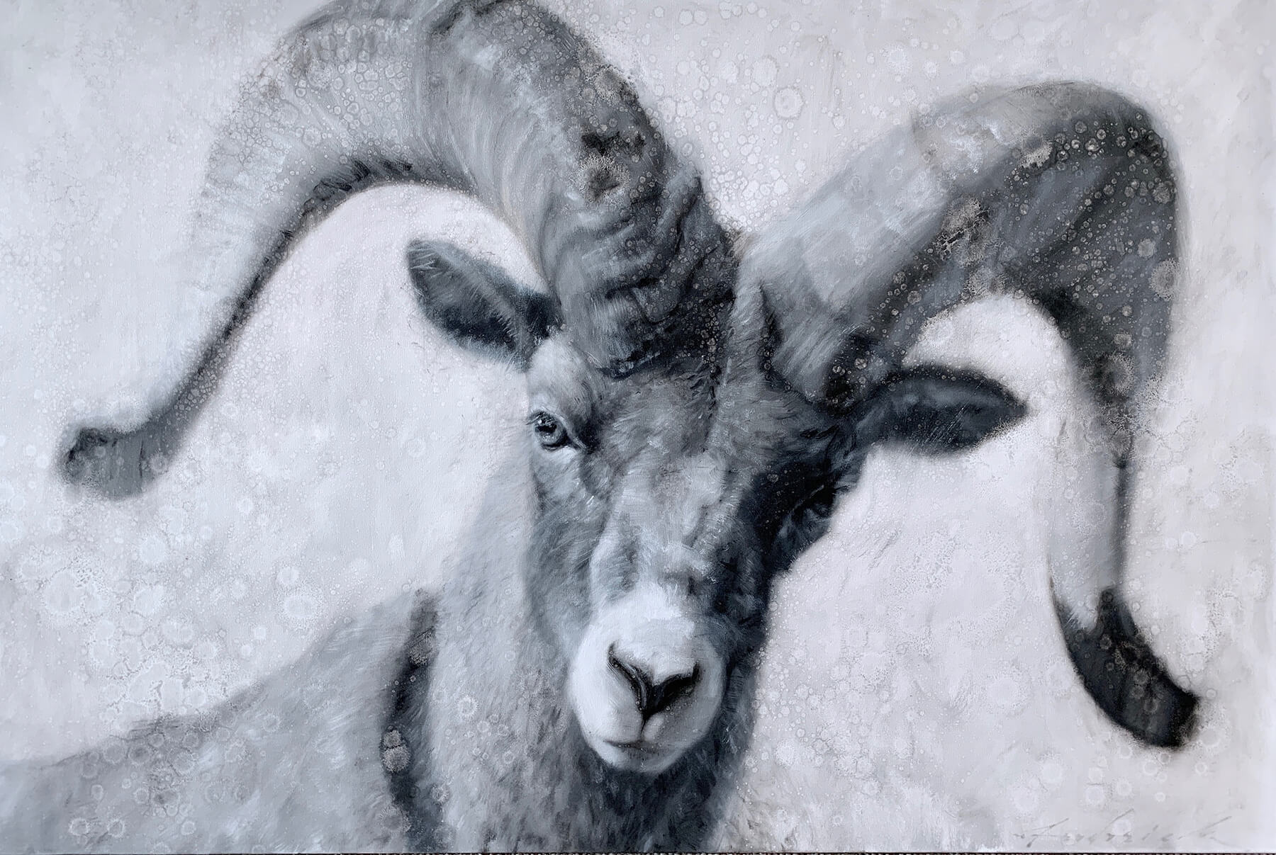 Portrait of ram with horns